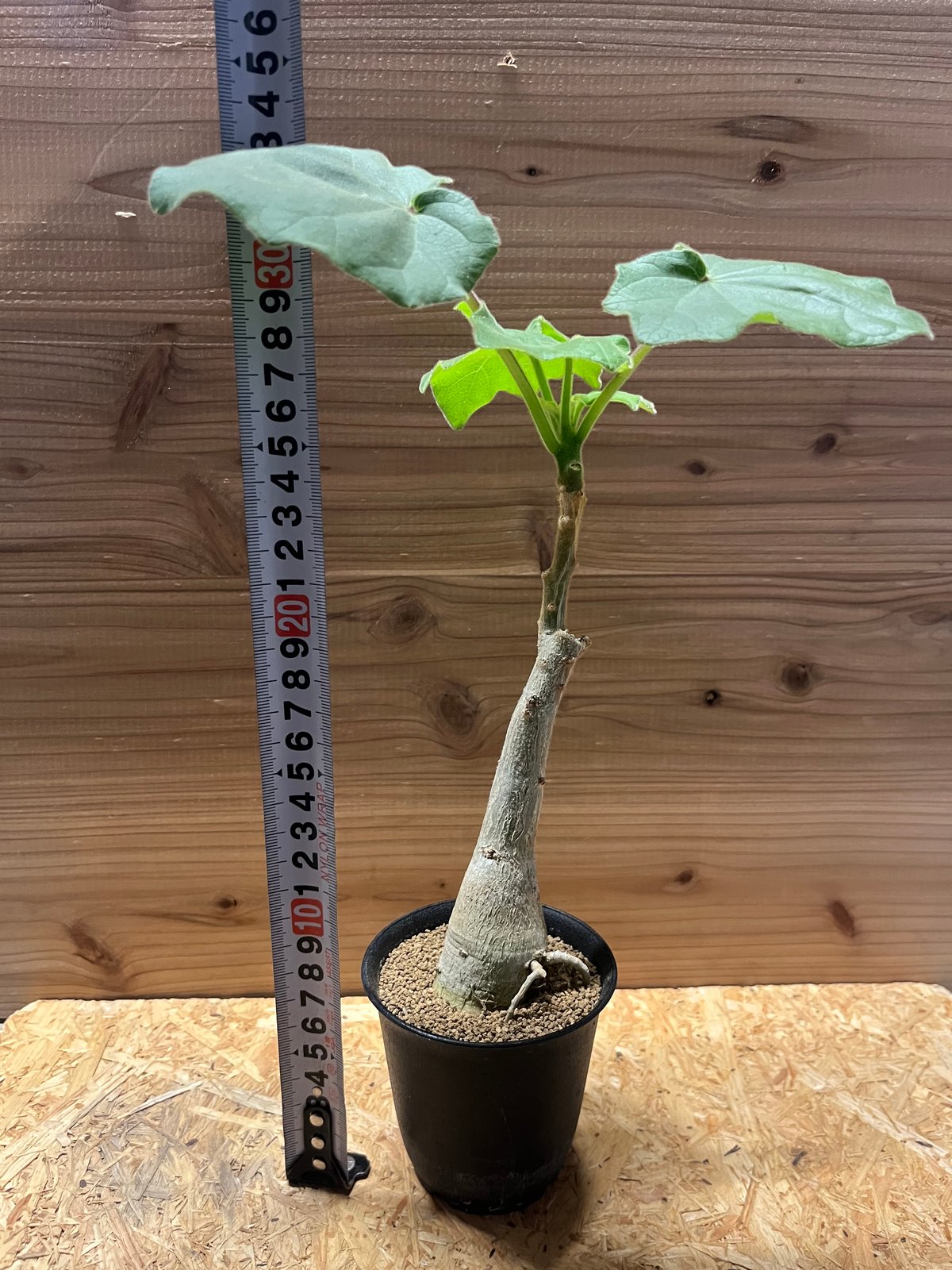 【引取限定特価】【配送不可】 ウンカリーナ グランディディエリ ウンカリーナ グランディディエリ | GREEN LUCK