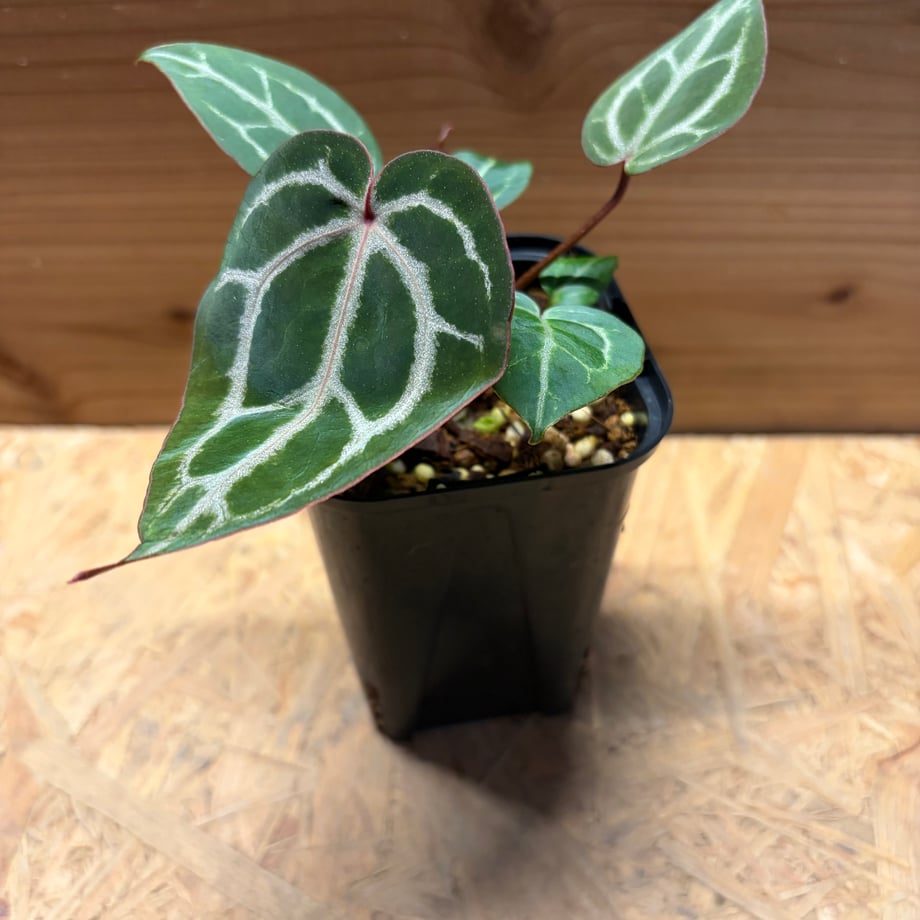 6a2e5adb5f21184d129a8f10