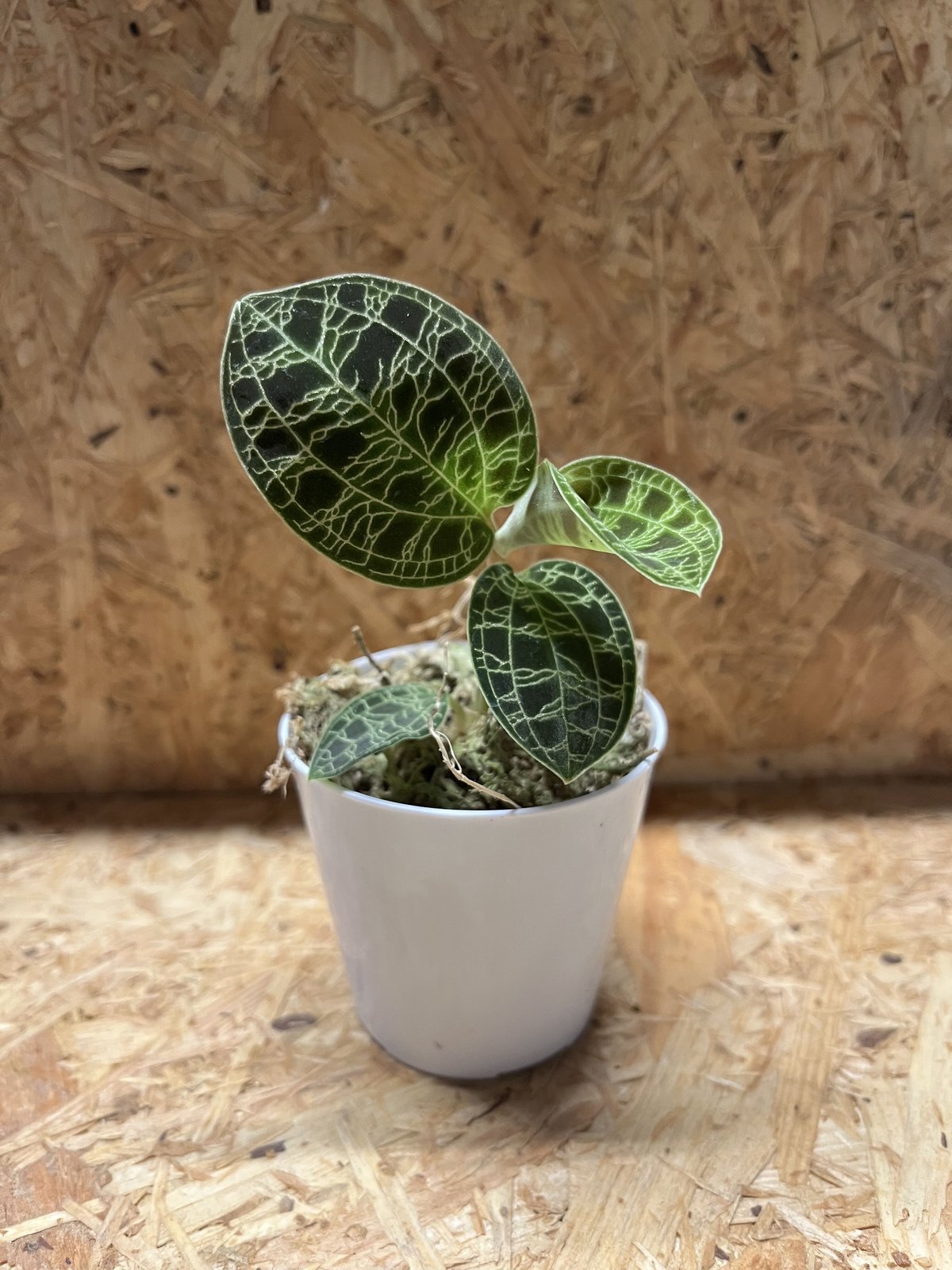 ジュエルオーキッド マコデスペトラ | GREEN LUCK