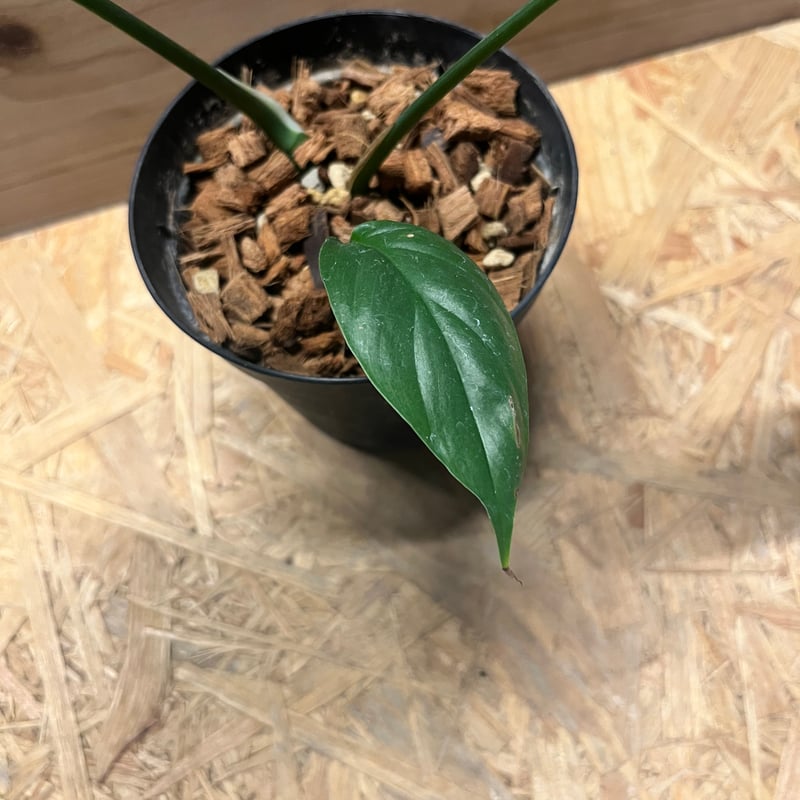 希少 観葉植物 ラフィドフォラ　 テトラスペルマ　ワイルドフォーム ラフィドフォラ テトラスペルマ 'ワイルドフォーム' | GREEN LUCK