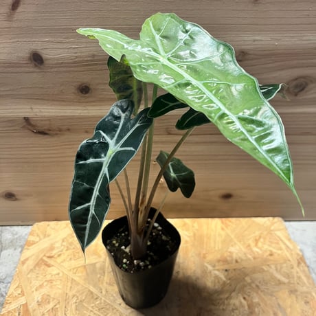 K’z様　アロカシア　セット 吉本花城園 【セール品】超お得セット！アロカシア 5品種