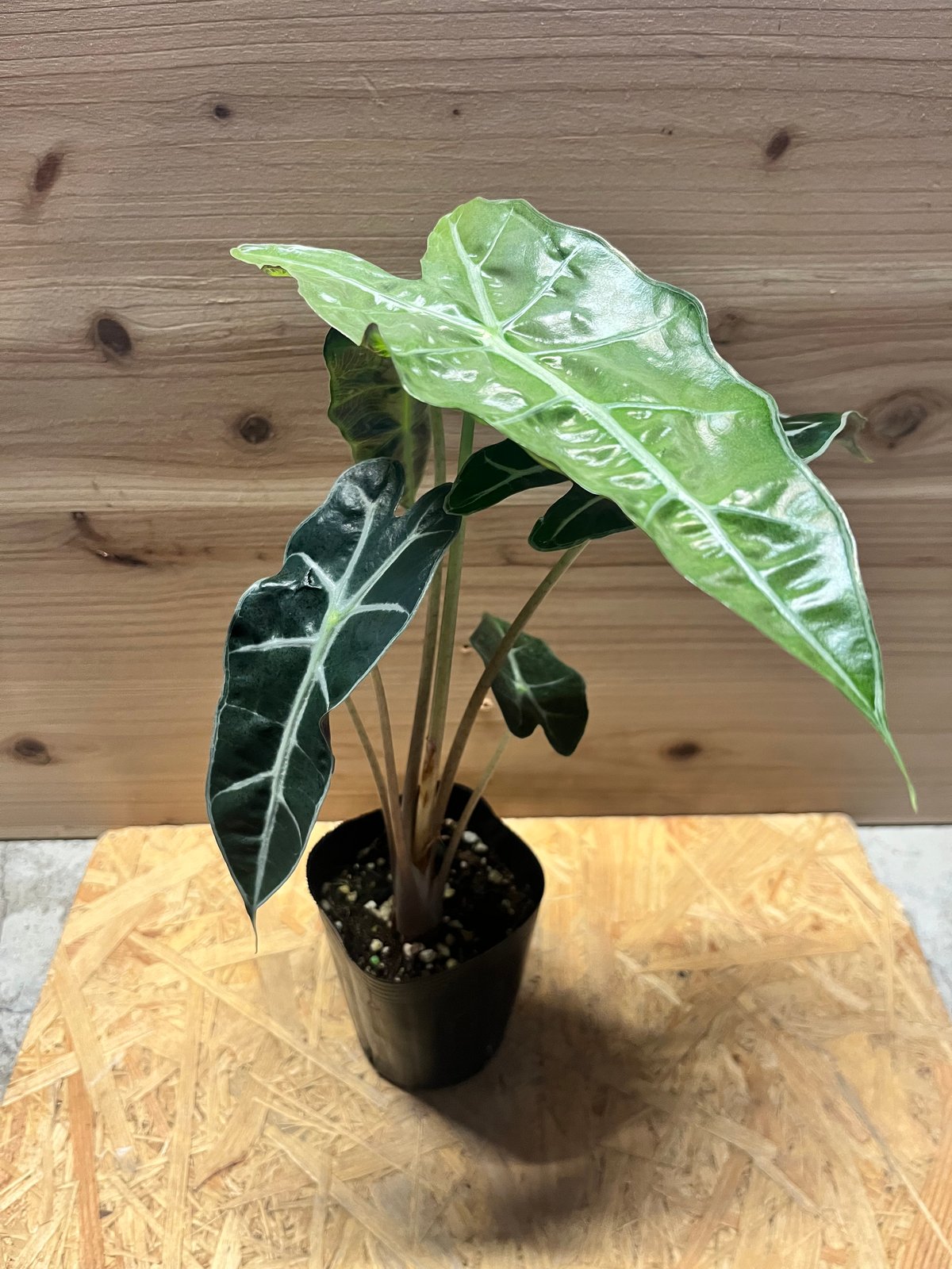 極斑入り アロカシア アマゾニカ ピンク Alocasia Amazonica Polly Pink varigated / アロカシア