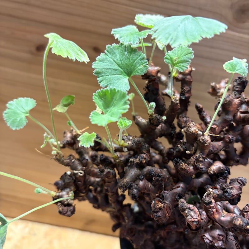 ペラルゴニウム ミラビレ | GREEN LUCK