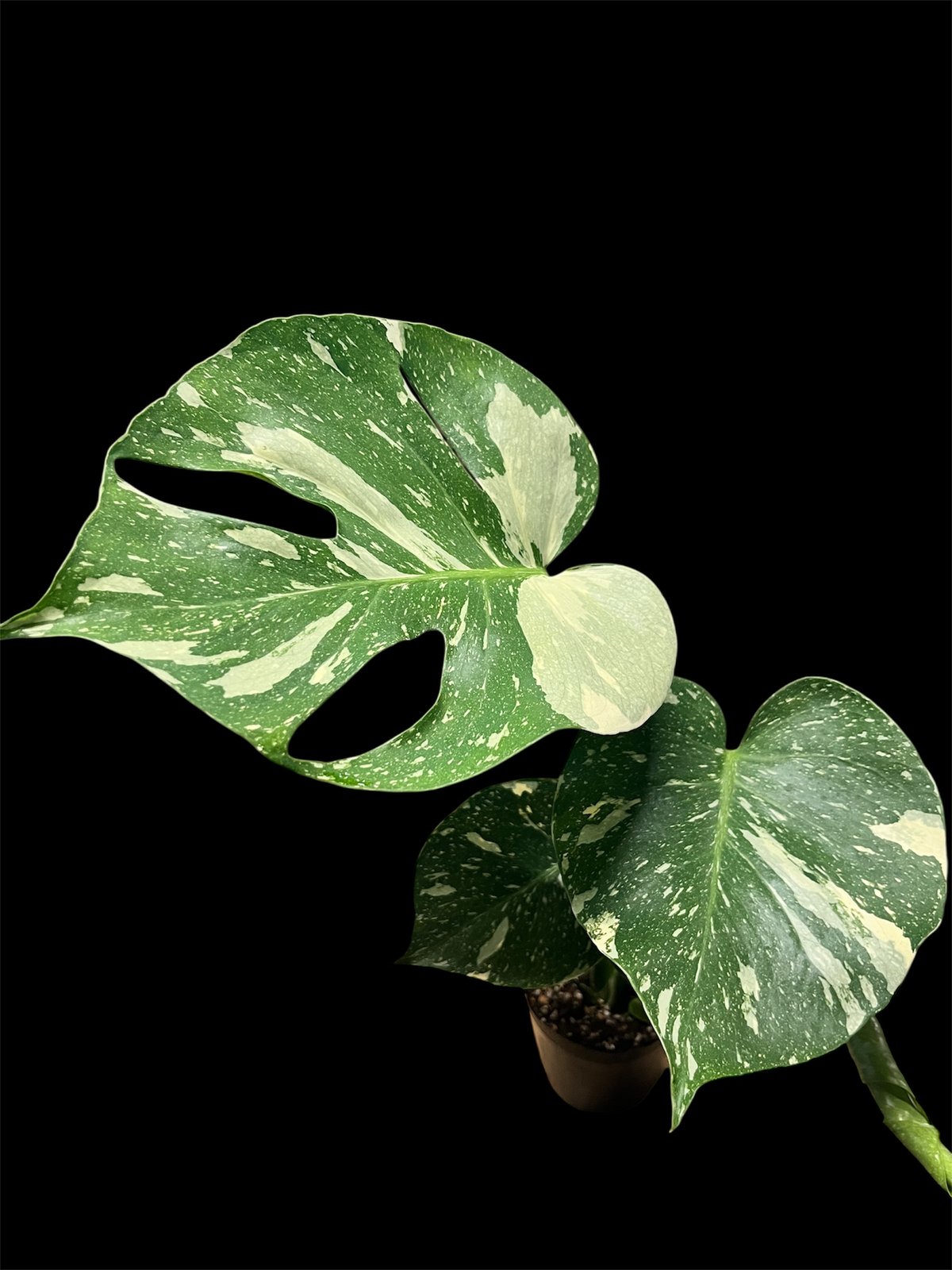 モンステラ デリシオーサ タイコンステレーション | GREEN LUCK