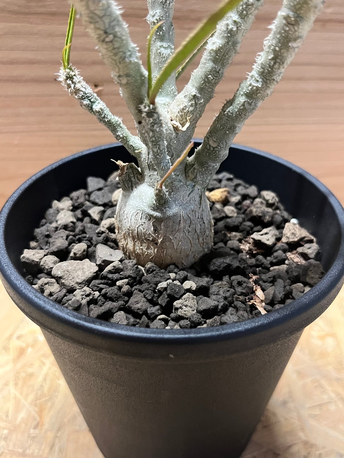 ユーフォルビア ワリンギアエ | GREEN LUCK