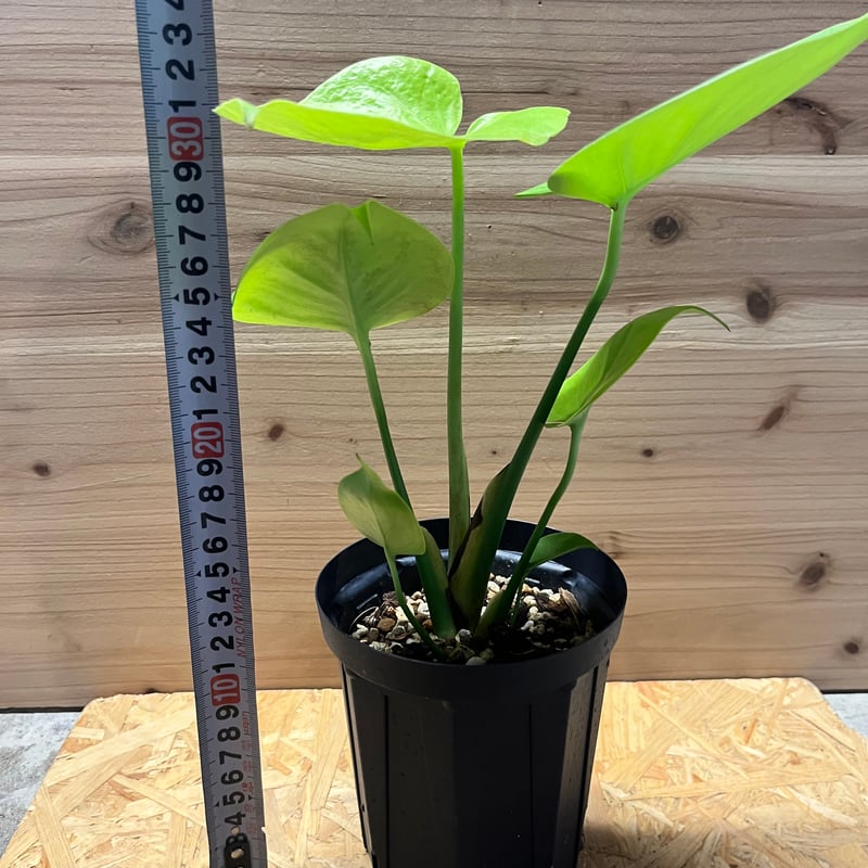 モンステラ デリシオーサ ゴールドリーフ | GREEN LUCK