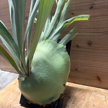 ビカクシダ　'キヨヒメ'