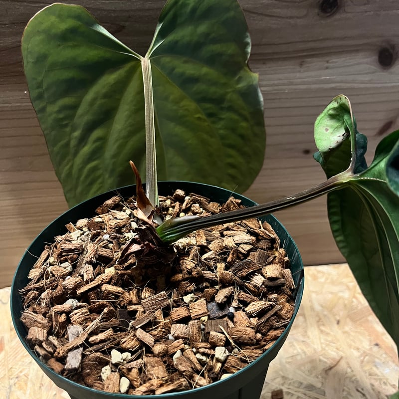 アンスリウム ドレスレリ イースタンフォーム | GREEN LUCK