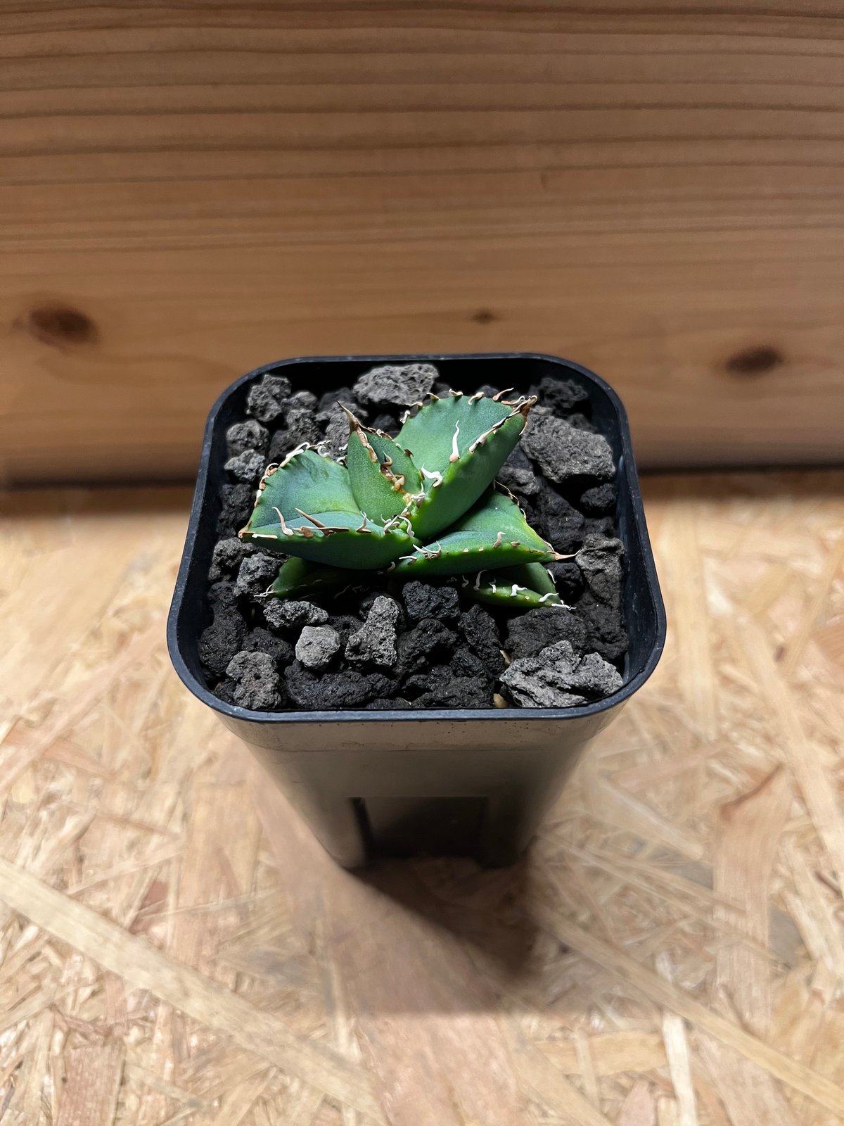 アガベ チタノタ オアハカ | GREEN LUCK