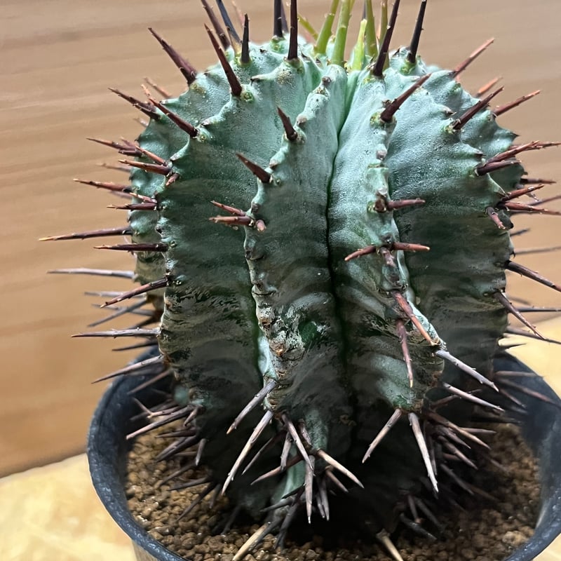 ユーフォルビア ホリダ | GREEN LUCK