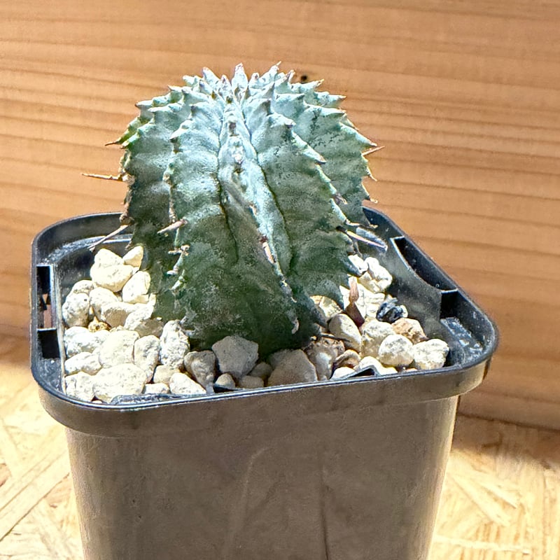 鉢付き ユーフォルビアゼブラホリダ ユーフォルビア ホリダ ゼブラホリダ | GREEN LUCK