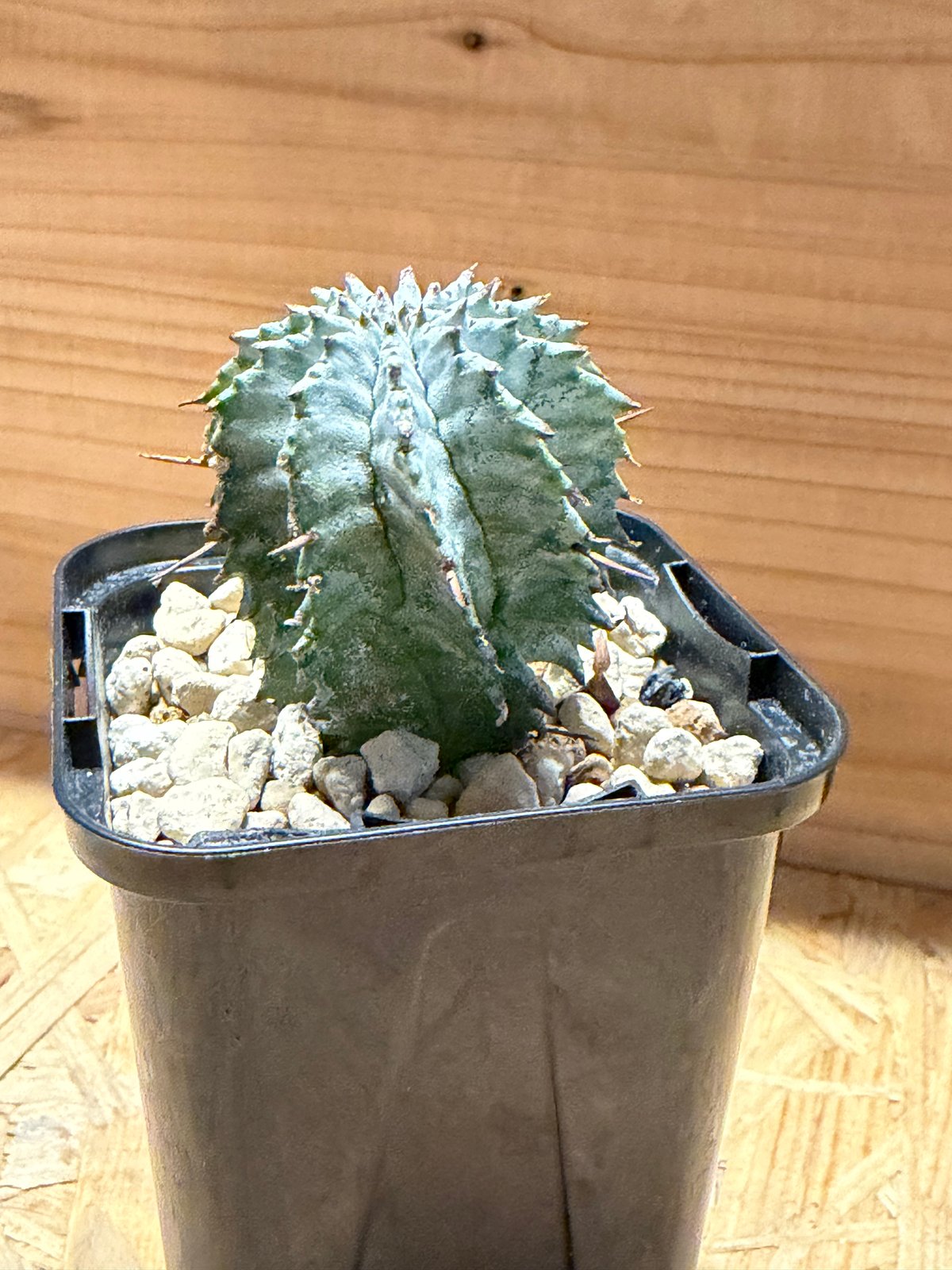 ユーフォルビア ホリダ ゼブラホリダ | GREEN LUCK