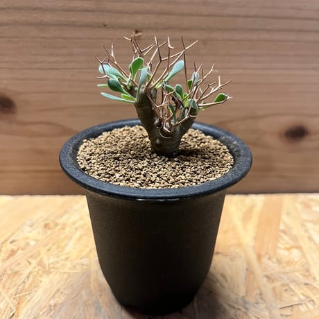 オトンナ ユーフォルビオイデス GC① O. euphorbioides / 黒鬼城 屋外組で耐えてる株は水切り気味な