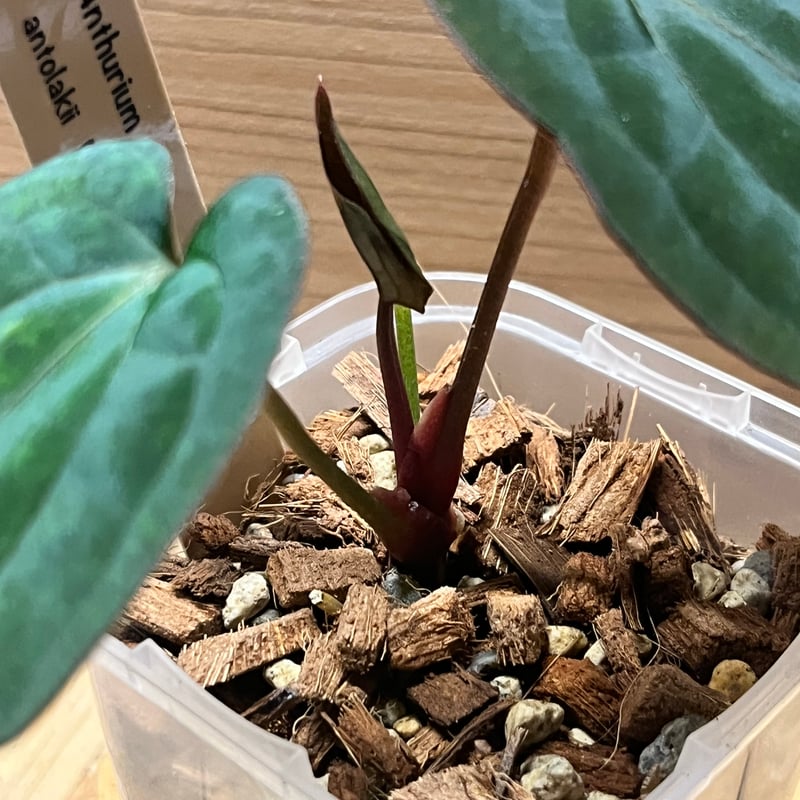 アンスリウム レッドダークフェニックス② アンスリウム