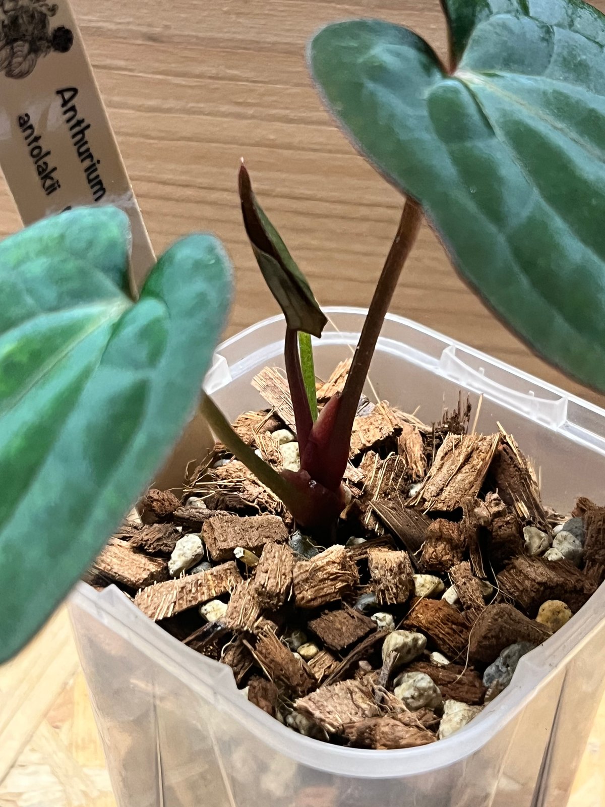 アンスリウム アントラキー（RA7）×レッドダークフェニックス | GREEN LUCK