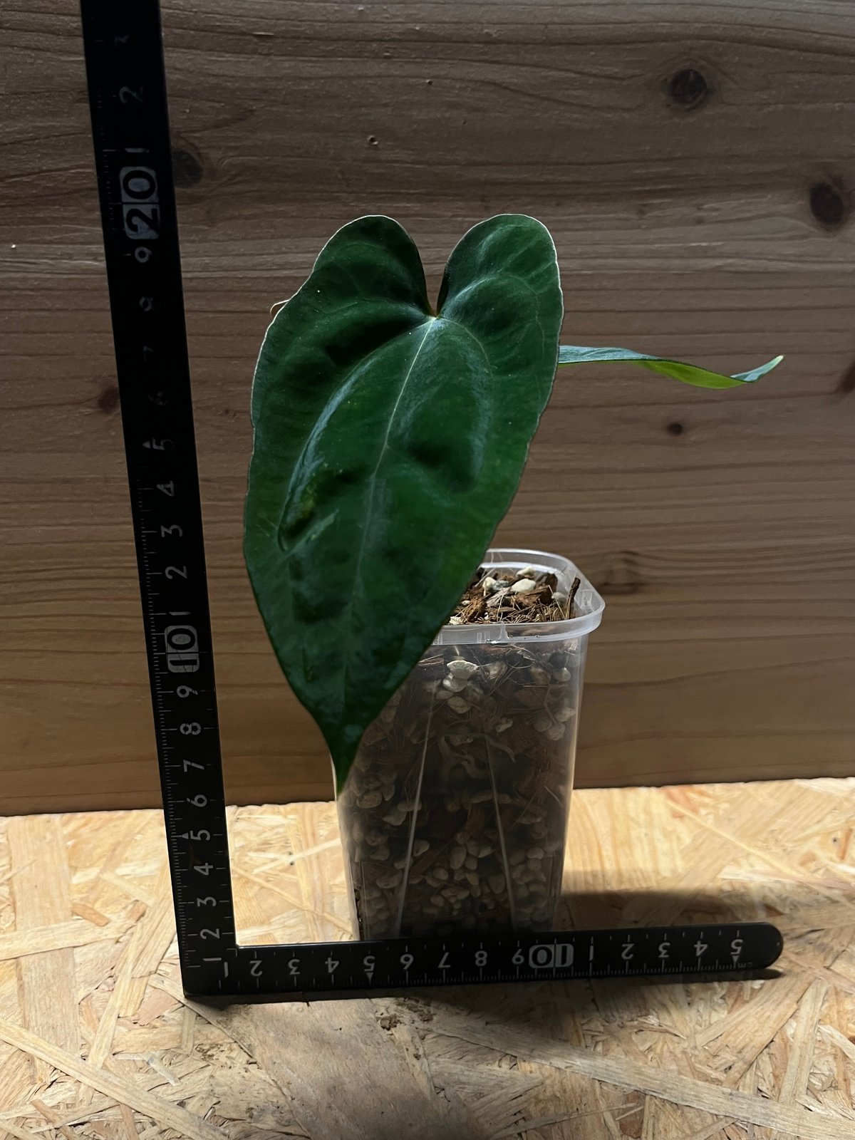 アンスリウム ダーケストパナマ×ソウルリーパー | GREEN LUCK