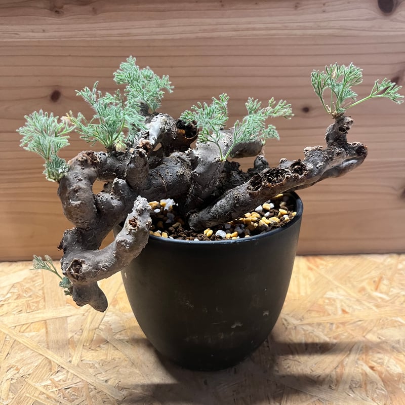 モンソニア ムルチフィダ （サルコカウロン） | GREEN LUCK