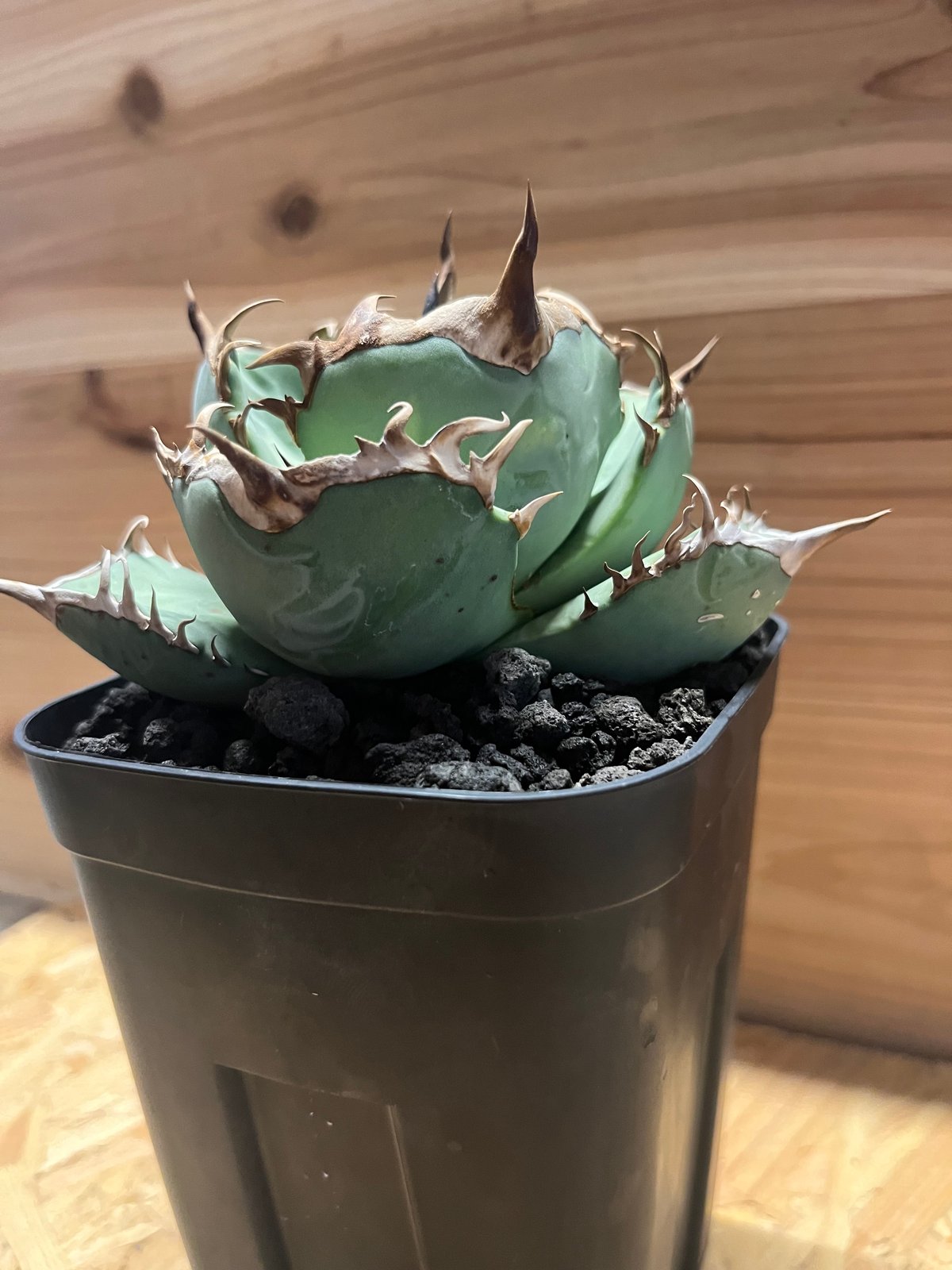 アガベ チタノタ 阿修羅 | GREEN LUCK アガベ チタノタ 阿修羅 | GREEN LUCK