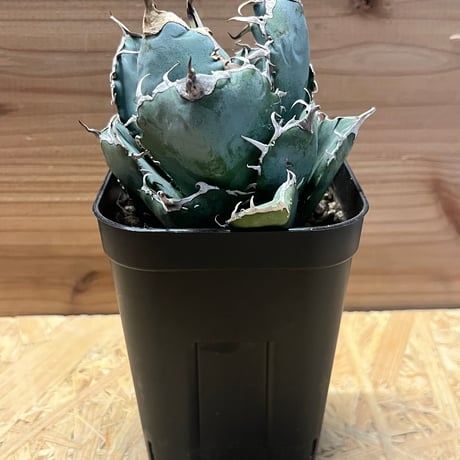 アガベ チタノタ 大量65株 程度 ネームド 魔丸 B&B など【値段交渉無し