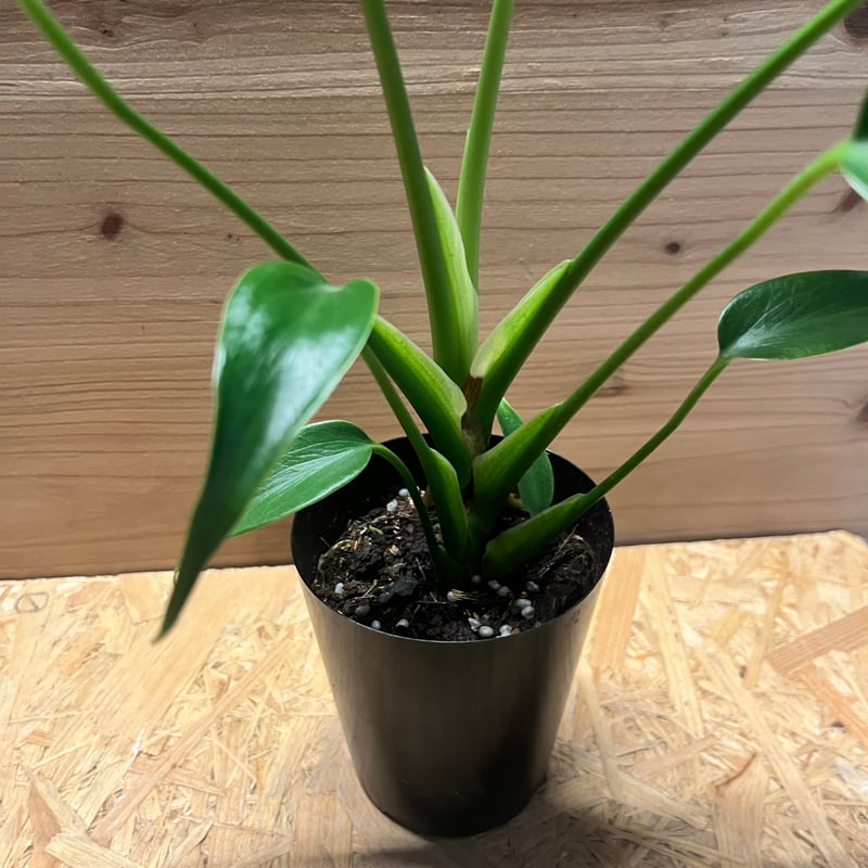 モンステラ バールマルクスフレーム | GREEN LUCK