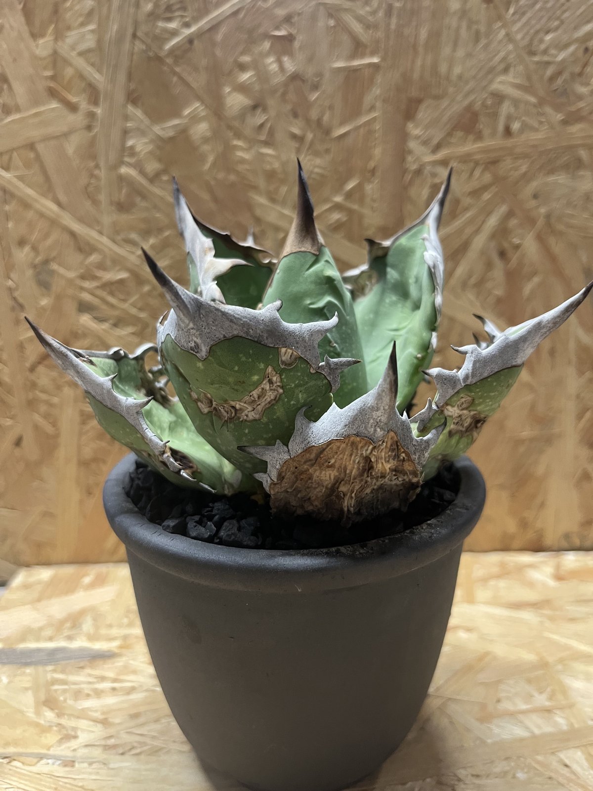 アガベ チタノタ オアハカ×伝市鉢 | GREEN LUCK