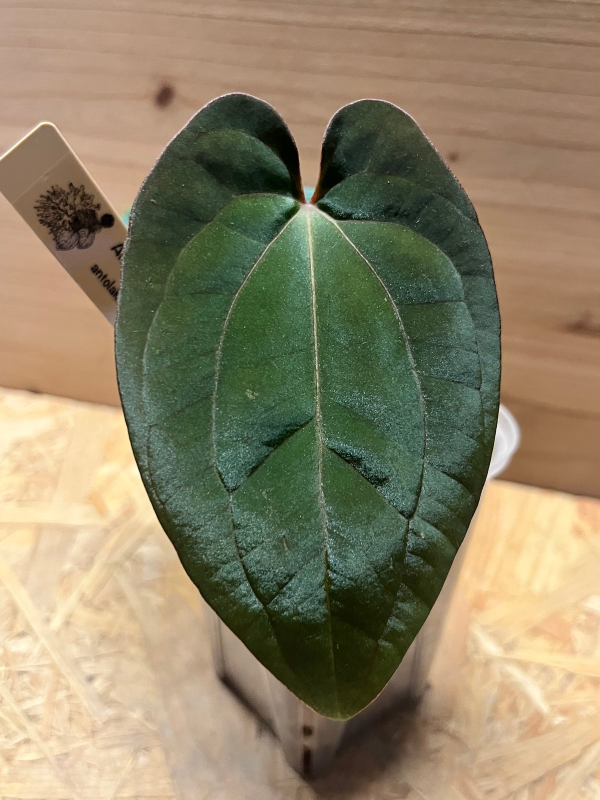 アンスリウム アントラキー（RA7）×レッドダークフェニックス