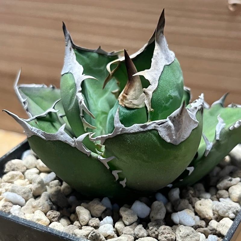 アガべ チタノタ '白犀牛' | GREEN LUCK