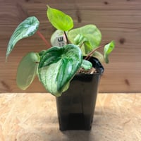 ネオレゲリア ハウジット | GREEN LUCK