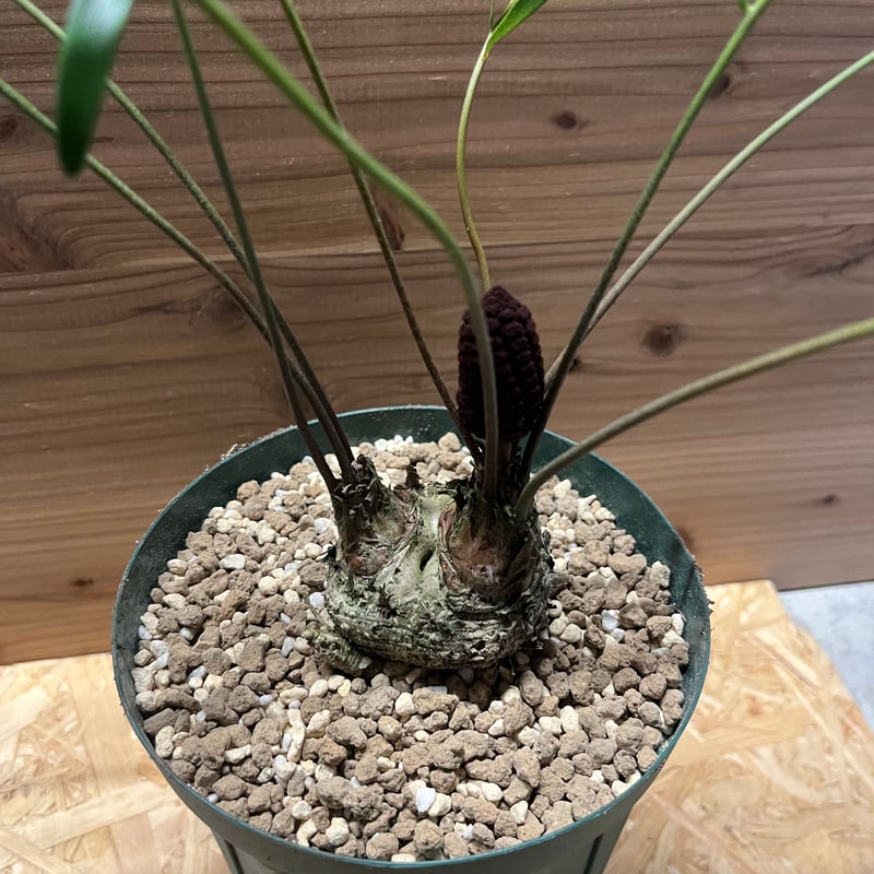 ザミア　フロリダーナ　７号鉢つき　2頭❗ fit=scale-down,w=1200