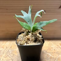 現品　モンステラ　デリシオーサ　斑入り　35番　バリエガータ　モンステラ斑入り 斑入りモンステラ デリシオーサ バリエガータ | GREEN LUCK