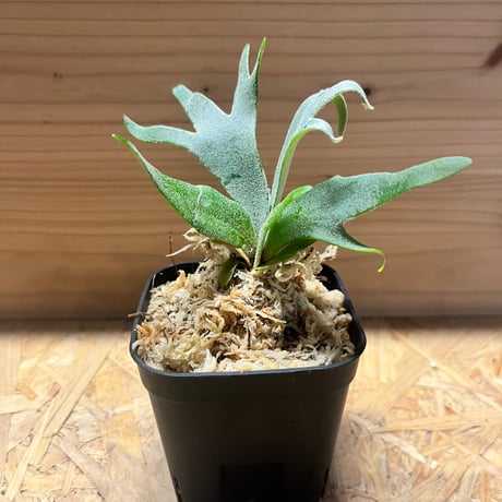 ビカクシダ | STORES