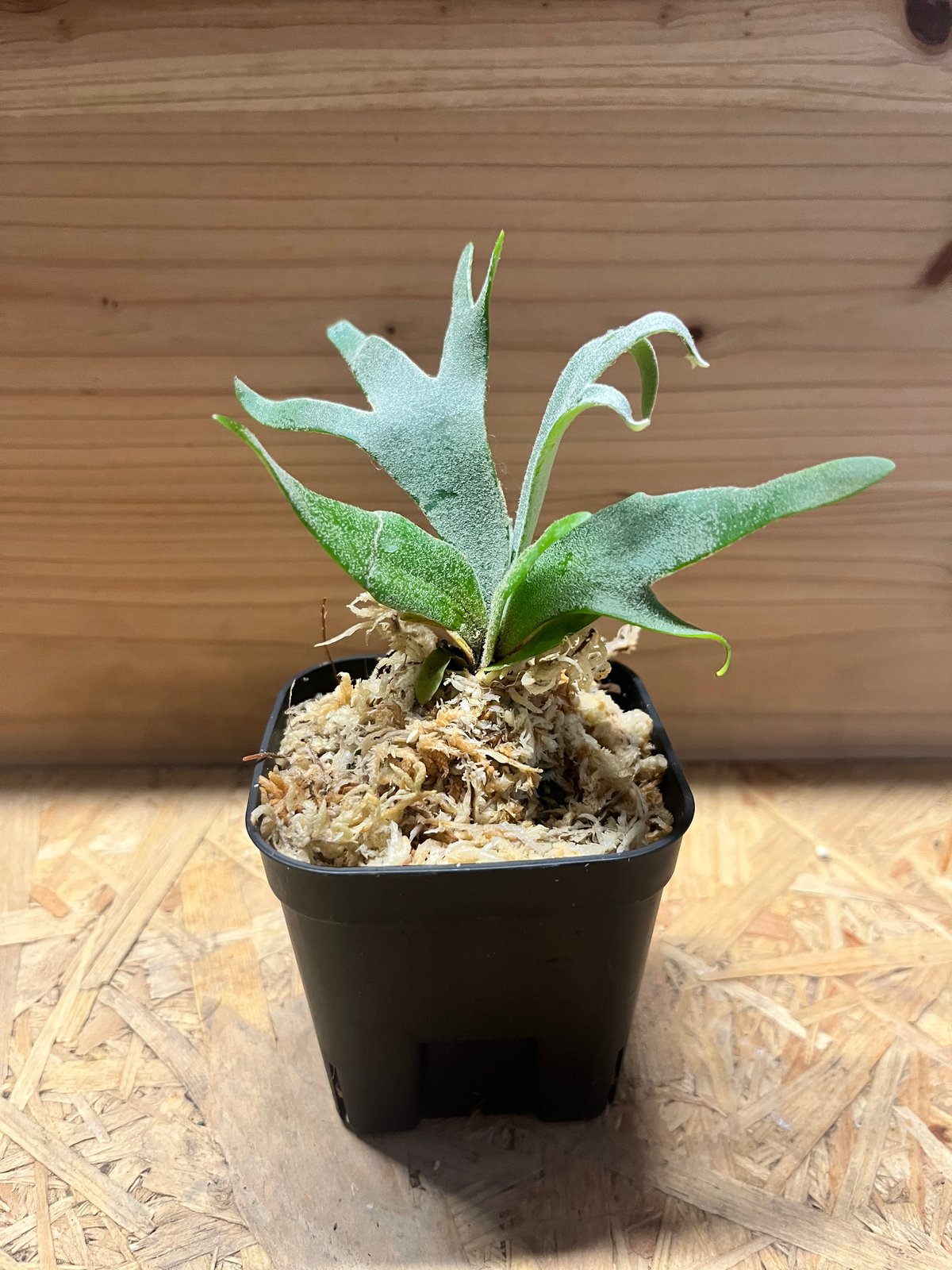 ビカクシダ ウィリンキー 'ジュエル' | GREEN LUCK