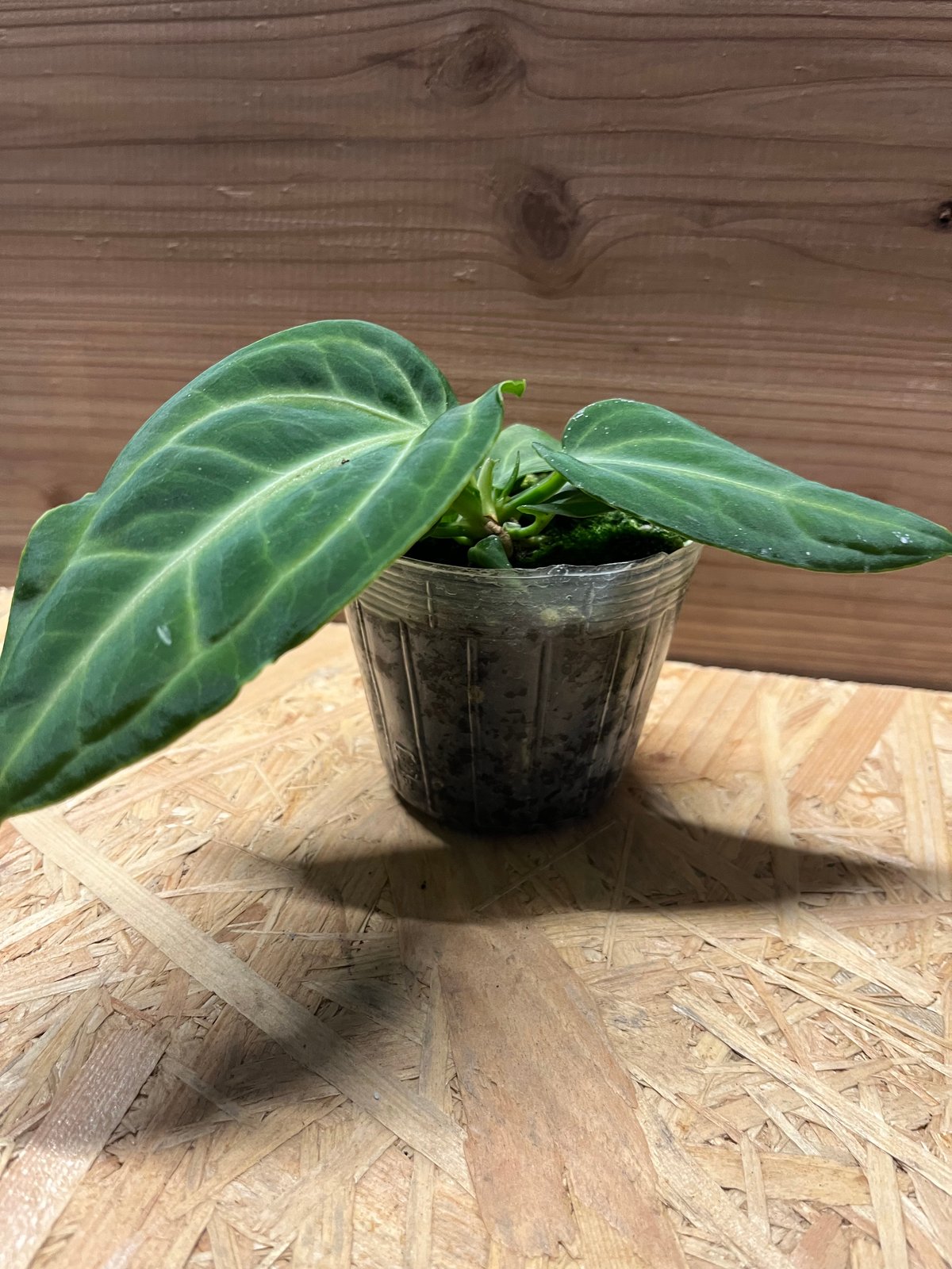 アンスリウム ヴィレナオルム | GREEN LUCK