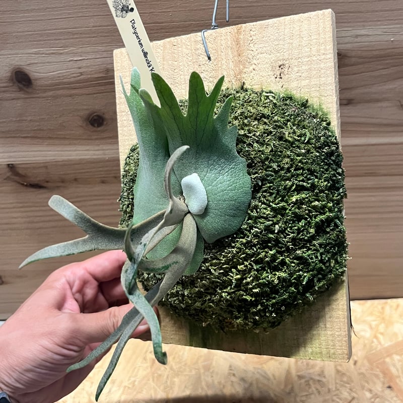 P.Suriya スリヤ子株　ビカクシダ P.Suriya スリヤ子株 ビカクシダ P.Suriya スリヤ子株ビカクシダ