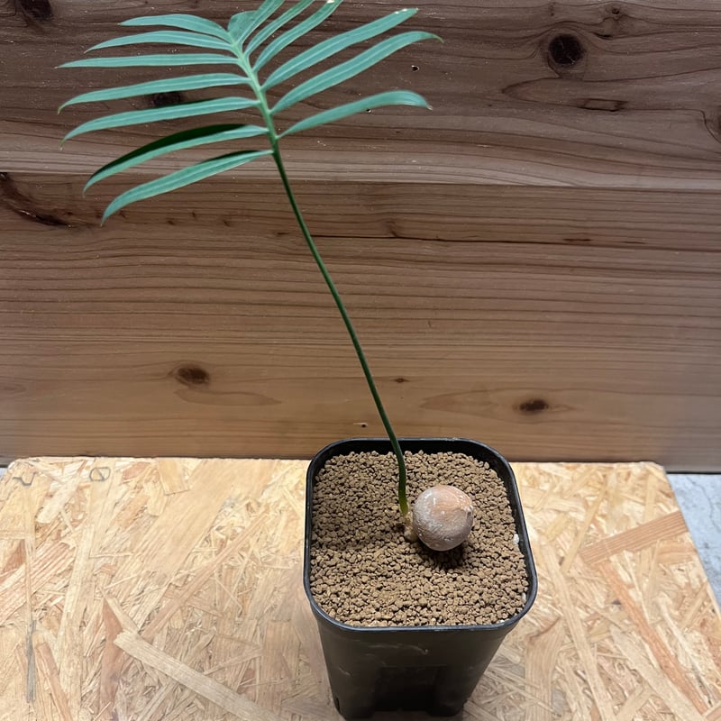 サイカス シアメンシス | GREEN LUCK