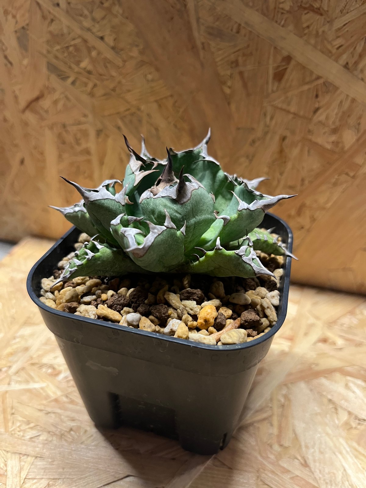 多肉植物　アガベ チタノタ ハデス コレクション株　特選　台湾株 ドラゴンアガベ 多肉植物 アガベ チタノタ ハデス コレクション株 特選 台湾株