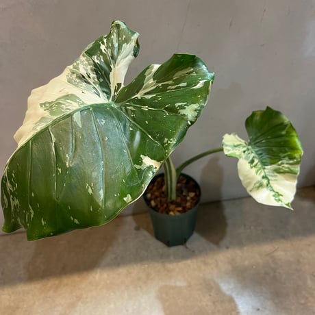斑入りクワズイモ　オキナワシルバー