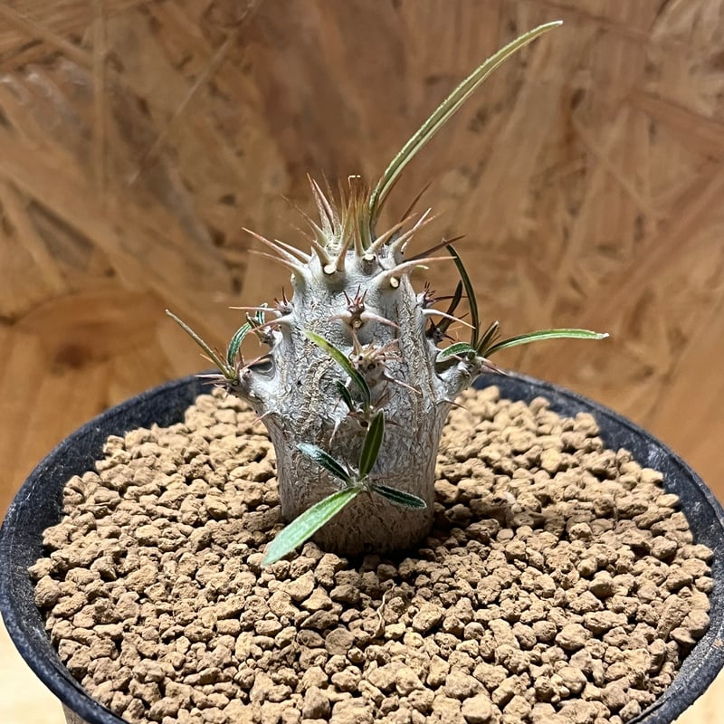 パキポディウム グラキリス | GREEN LUCK