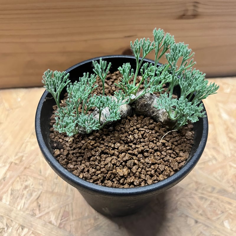 モンソニア ムルチフィダ | GREEN LUCK