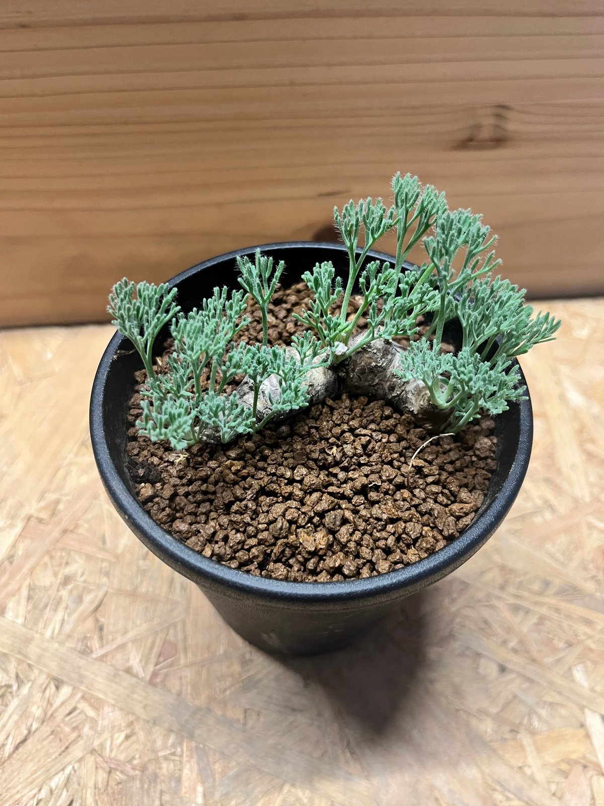 【サマーセール】モンソニア　ムルチフィダ モンソニア ムルチフィダ | GREEN LUCK