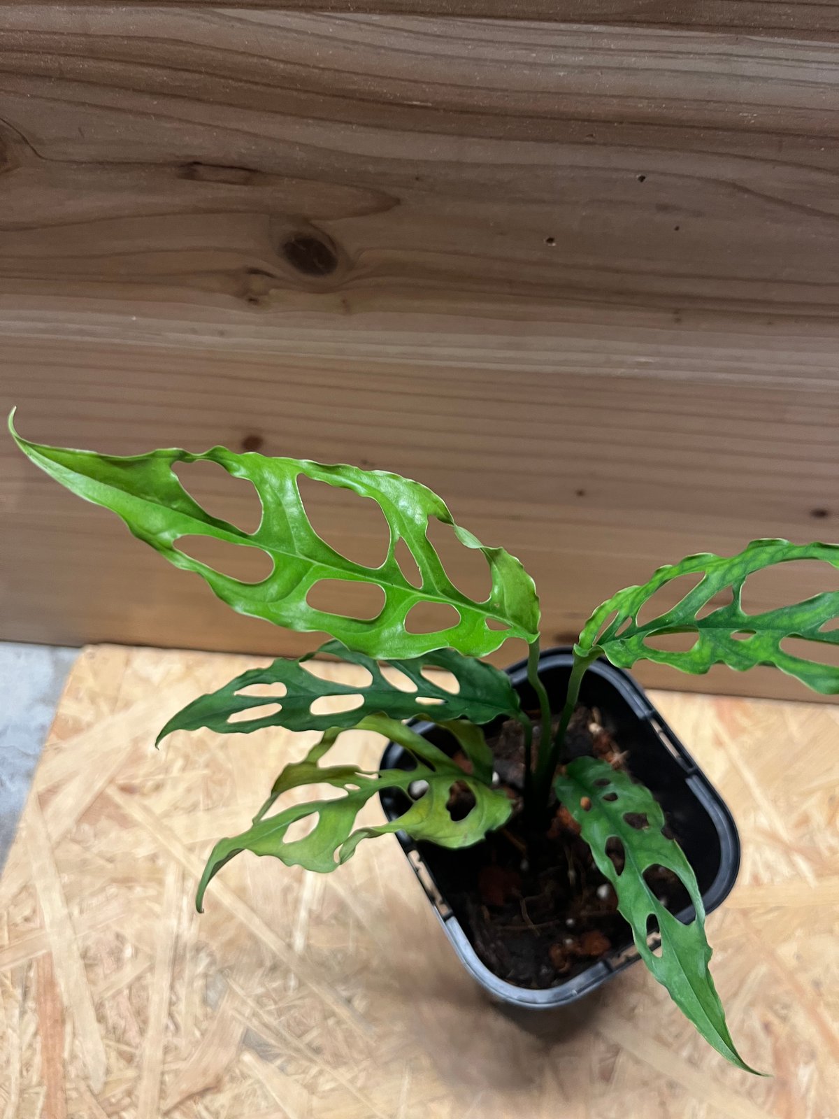 モンステラ オブリクア ペルー | GREEN LUCK