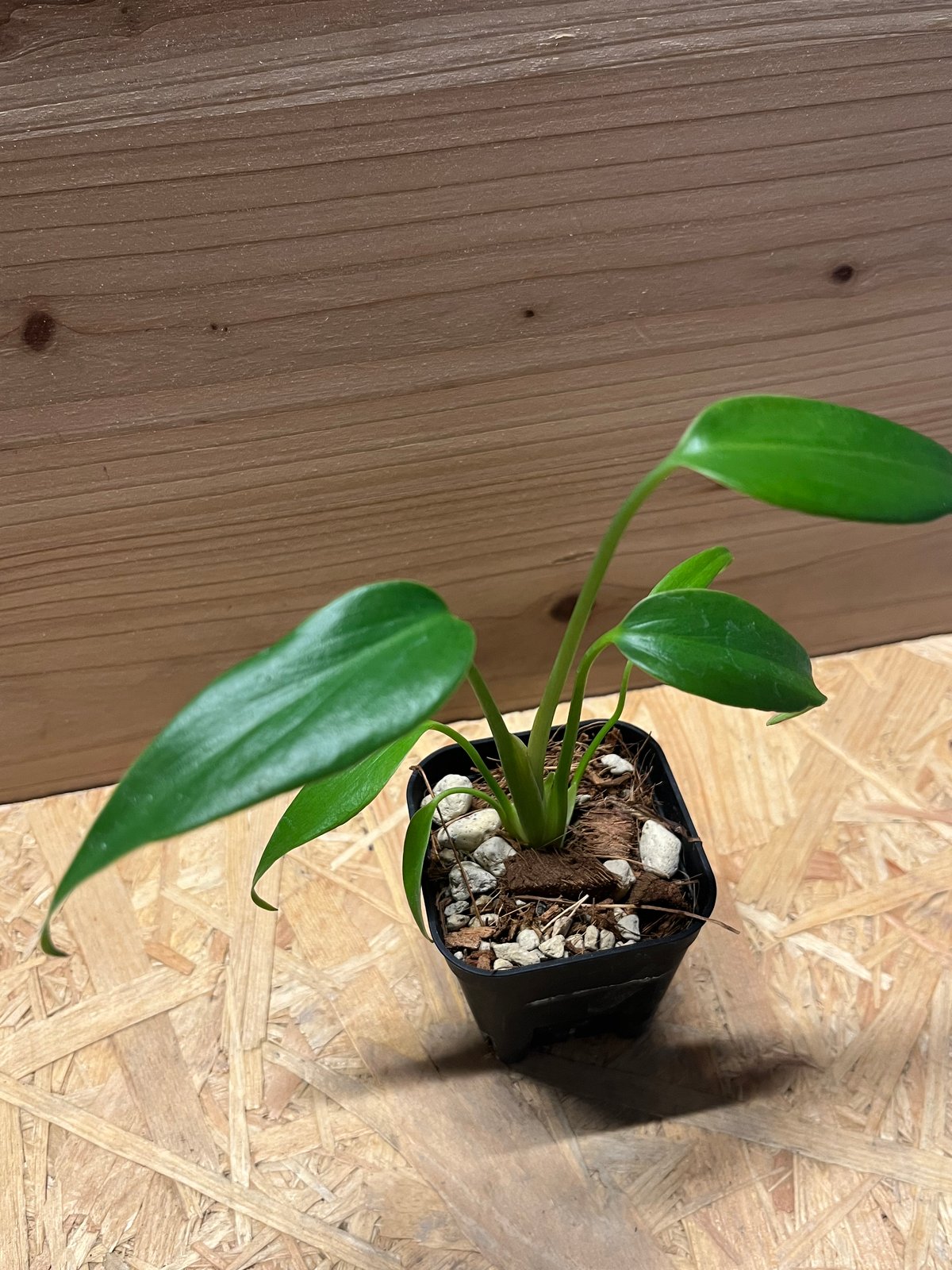 バールマルクスフレーム ディラセラータ コチップ 透明スリット鉢 登り棒仕立て バールマルクスフレーム ディラセラータ コチップ 透明スリット鉢 登り