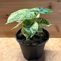 アンスリウム 'ダークフェニックス' 斑入り | GREEN LUCK