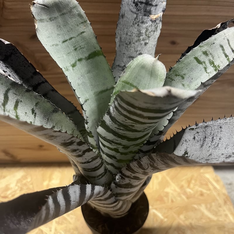 エクメア チャンティニー ブラックアイス | GREEN LUCK