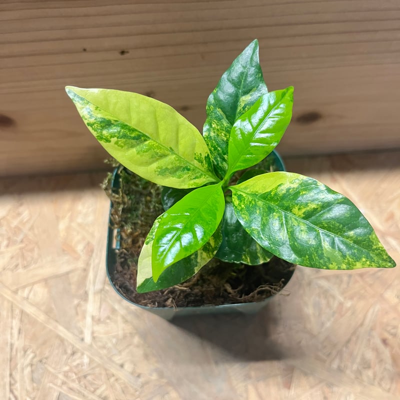 コーヒーの木 斑入り | GREEN LUCK