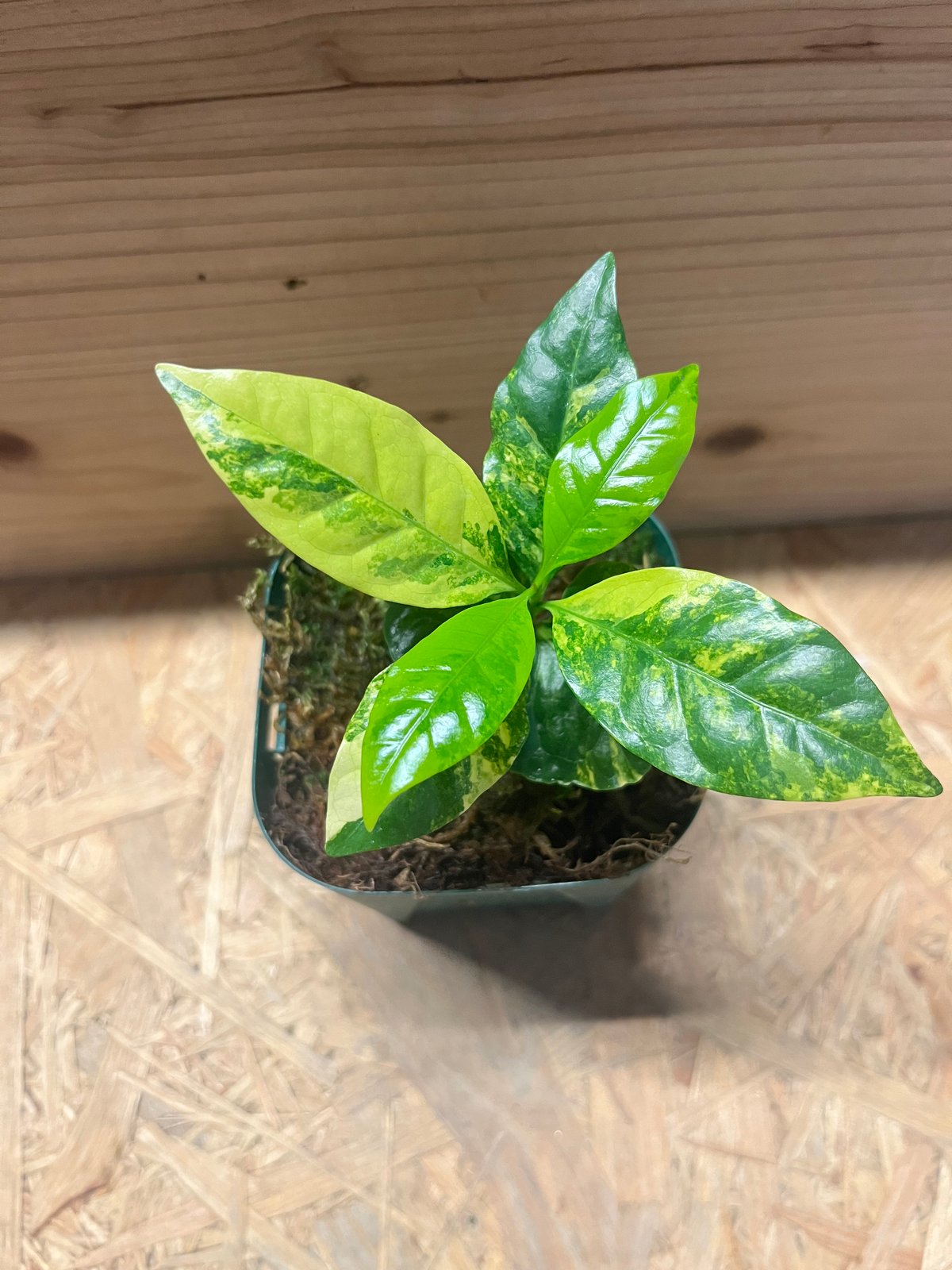 コーヒーの木 斑入り | GREEN LUCK