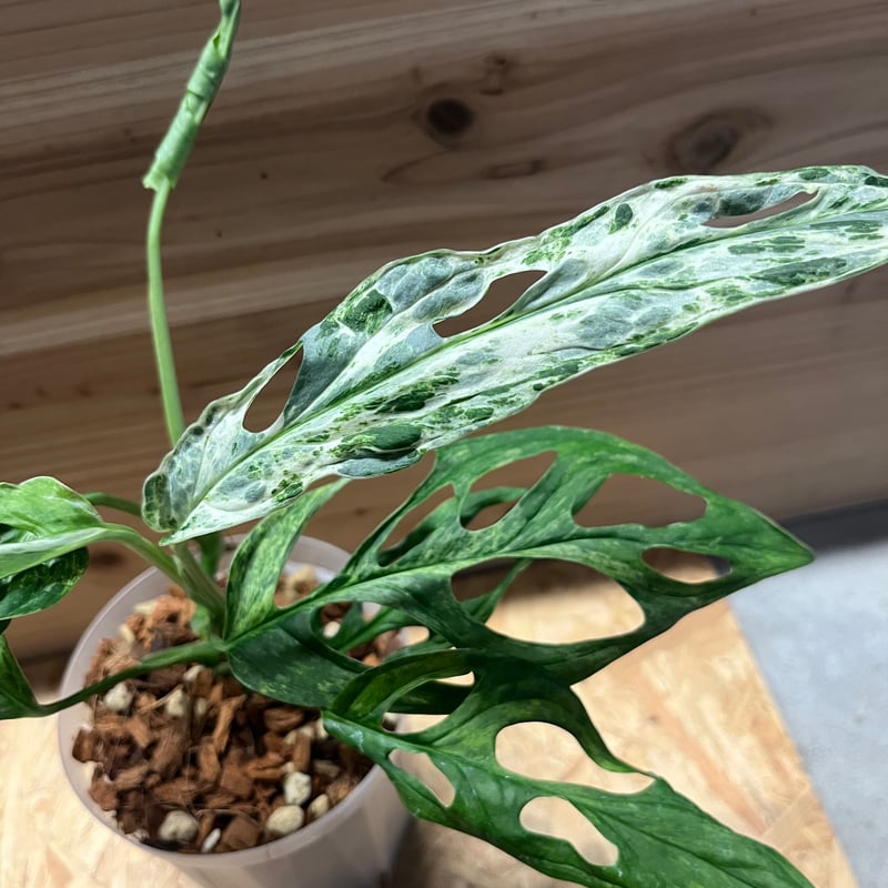 モンステラ アダンソニー ミントバリエガータ | GREEN LUCK