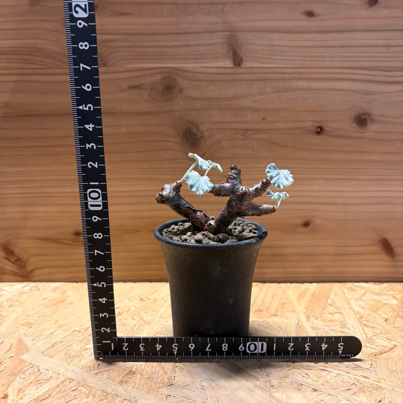 ペラルゴニウム ミラビレ | GREEN LUCK