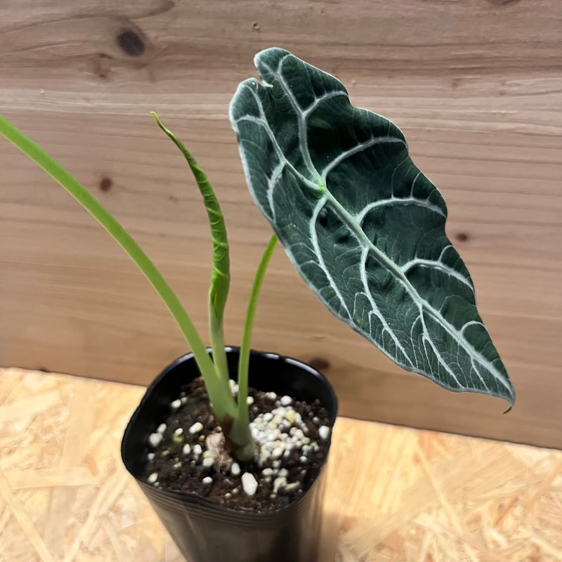 アロカシア ワトソニアナ 'ブラック' | GREEN LUCK