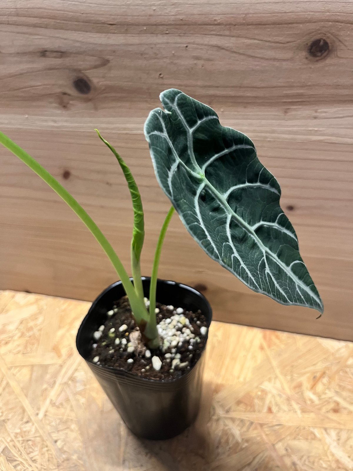 アロカシア ワトソニアナ 'ブラック' | GREEN LUCK